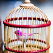 Singing bird in a cage