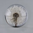 Dandelion in acryl ball 65 mm