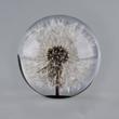 Dandelion in acryl ball 65 mm Dandelion in acryl ball 65 mm
