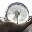 Big Real Dandelion in acrylic ball 85 mm