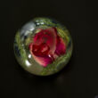 Real rosebud in acryl ball 65mm