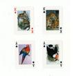 Nature French card set Nature French card set