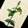 Feslő rózsabimbó  - változó képeslap