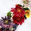 Margaret Flower bookmark Margaret Flower bookmark