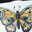 Blue Butterfly changing card Blue Butterfly changing card