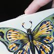 Blue Butterfly changing card Blue Butterfly changing card