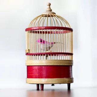 Csiripelő madár kalitkában